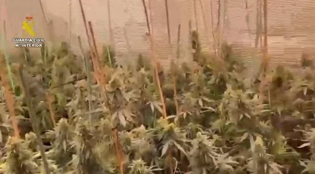 Cuatro detenidos tras desmantelar dos plantaciones de marihuana en Seseña