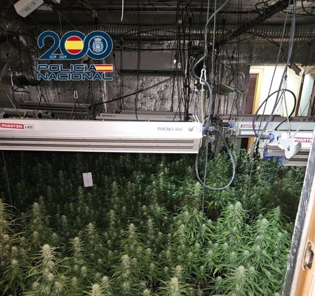 Desmantelan dos plantaciones 'indoor' en Talavera con cerca de 1.000 plantas de marihuana