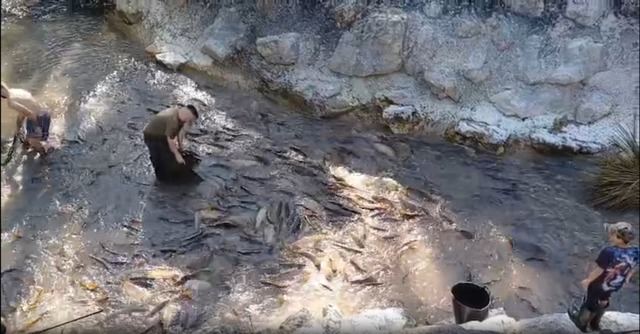 La Red del Tajo exige la reapertura inmediata del canal Entrepeñas-Buendía tras una masiva mortandad de peces