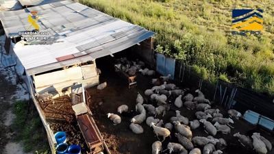 Desmantelan una red de mataderos clandestinos en Toledo, Ávila y Madrid que vendían carne sin control