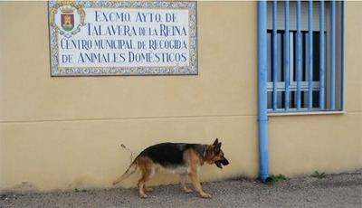 Exigen que el Gobierno local arregle de forma inmediata la falta de suministro eléctrico del Centro de Acogida de Animales