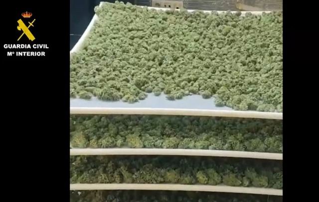 Detenidas nueve personas por tráfico de drogas y pertenencia a grupo criminal en Yuncler 