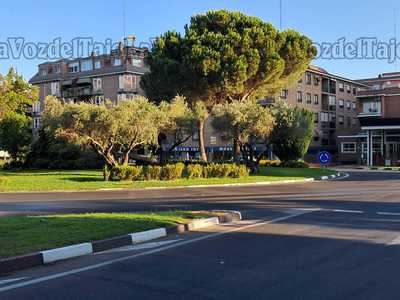Susto en Talavera: un árbol se desploma en plena rotonda