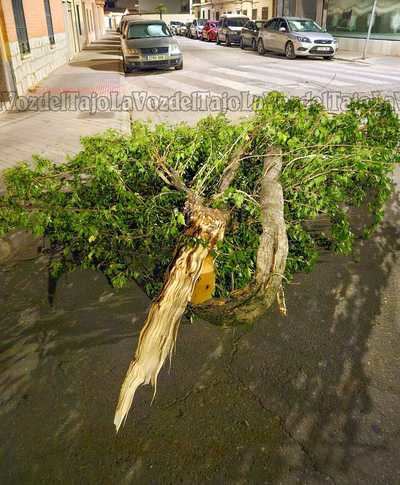 Segundo árbol caído en Talavera en menos de 24 horas