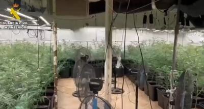 Dos detenidos en Novés por presunto cultivo 'indoor' de 308 plantas de marihuana