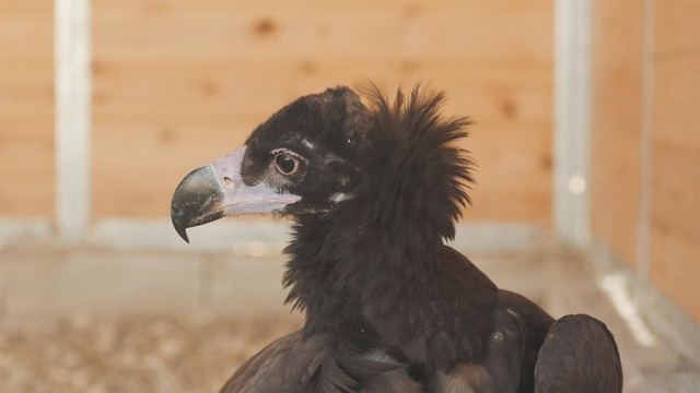 El equipo cetrero de Puy du Fou participa en el rescate de un pollo de buitre negro 