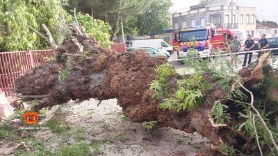 Retiran un árbol caído sobre el muro de una vivienda en Talavera