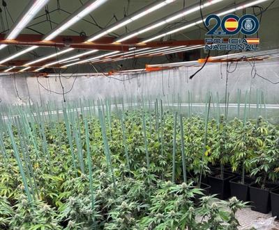 Desmantelados dos cultivos de marihuana en La Sagra toledana que sumaban 1.439 plantas