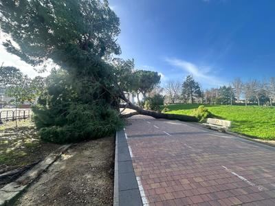Cae otro árbol en el Parque de la Alameda de Talavera