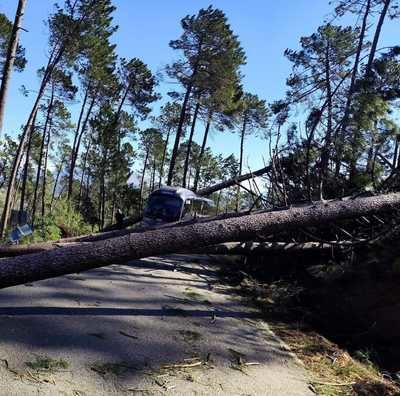 Alerta en Arenas de San Pedro. La carretera AV-924 cerrada por la caída de árboles