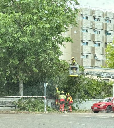 Actúan en la avenida Juan Carlos I por un árbol caído con ramas desprendidas