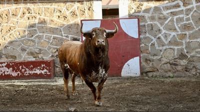 Peñajara, la ganadería del talaverano Antonio Rubio protagoniza la corrida de este sábado en Soria