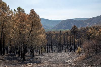 García-Page plantea 'una reflexión conjunta' y revisar las prohibiciones para frenar los grandes incendios