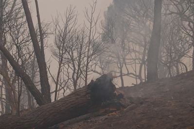 El frente toledano del incendio está a solo 200 metros de quedar completamente perimetrado