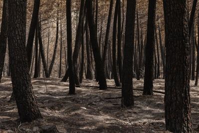 La reconstrucción de la Sierra Norte contará con más de 30 millones tras el incendio de La Mierla